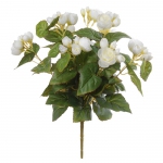 Begonia h37cm creme